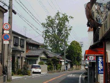 自然居士のいちょう