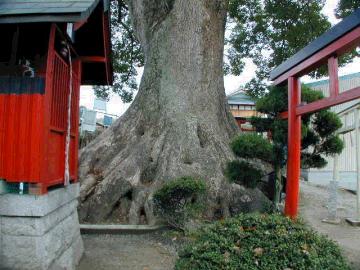 松尾寺のくす