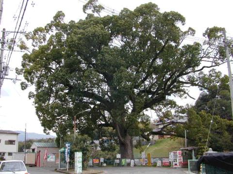 松尾寺のくす