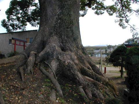 松尾寺のくす