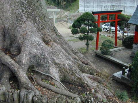 松尾寺のくす