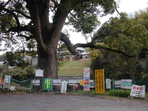 松尾寺のくす