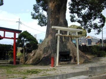 松尾寺のくす松尾寺のくす