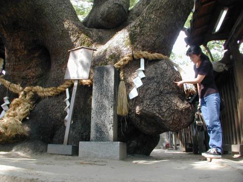 三島神社の薫蓋クス