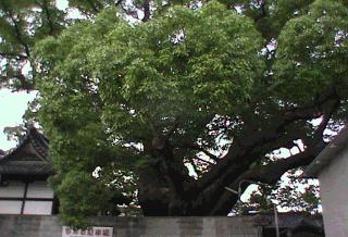 三島神社の薫蓋クス