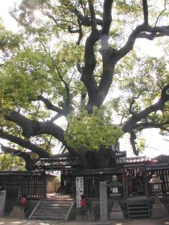 三島神社の薫蓋大クス