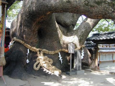 三島神社の薫蓋クス