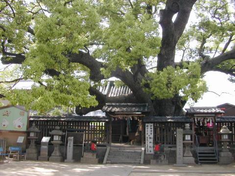 三島神社の薫蓋樟