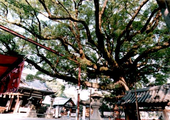 百舌鳥八幡宮のくす