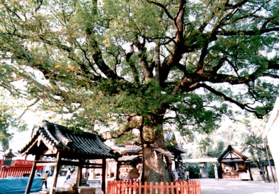 百舌鳥八幡宮のくす