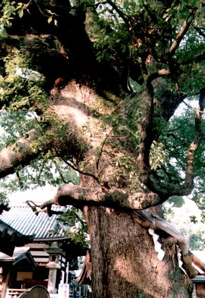 百舌鳥八幡宮のくす