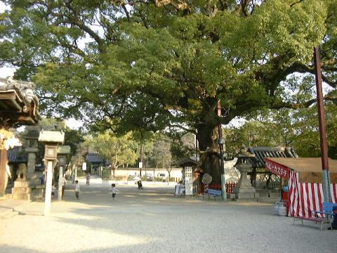 百舌鳥八幡宮のくす