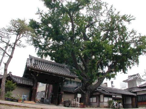 難宗寺のいちょう