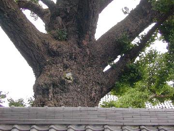 難宗寺のいちょう