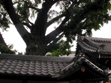 難宗寺のいちょう