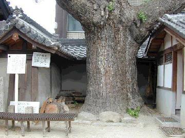 難宗寺のいちょう