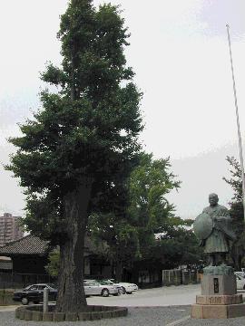 西本願寺堺別院のイチョウ