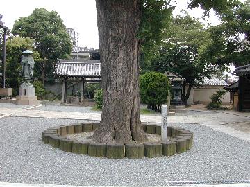 西本願寺堺別院のイチョウ