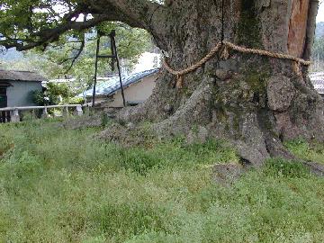 野間の大ケヤキ