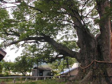 野間の大ケヤキ