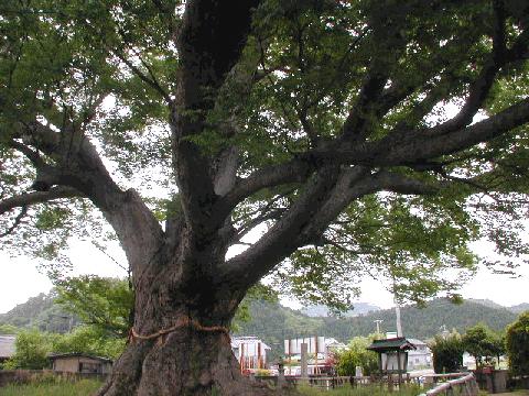 野間の大ケヤキ