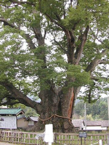 野間の大ケヤキ