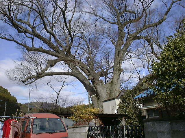 野間の大ケヤキ