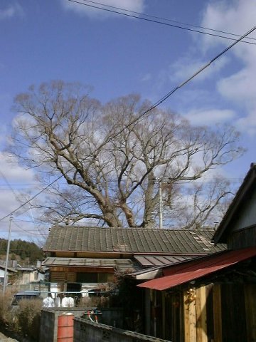 野間の大ケヤキ