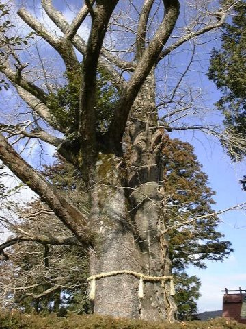 倉垣天満宮のいちょう