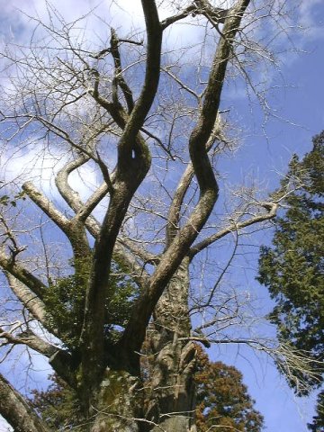 倉垣天満宮のいちょう