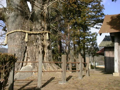 倉垣天満宮のいちょう