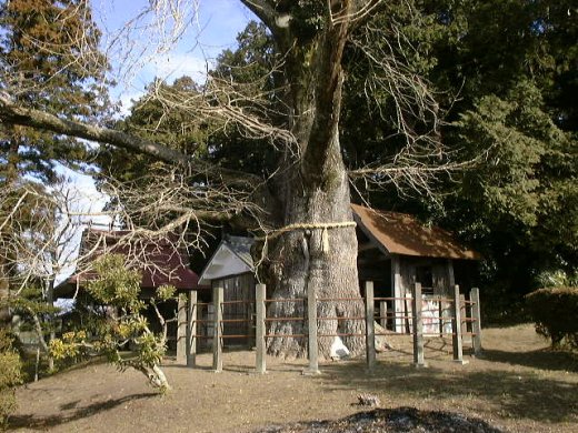 倉垣天満宮のいちょう