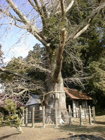 倉垣天満宮のいちょう