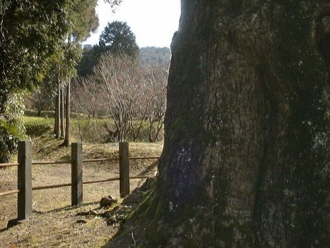 倉垣天満宮のいちょう