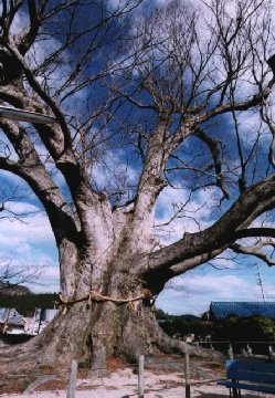 野間の大ケヤキ