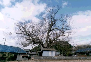 野間の大ケヤキ