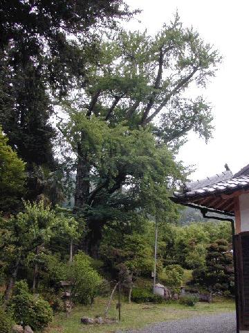 倉垣天満宮のいちょう