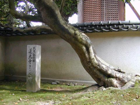 蓮光寺のサザンカ