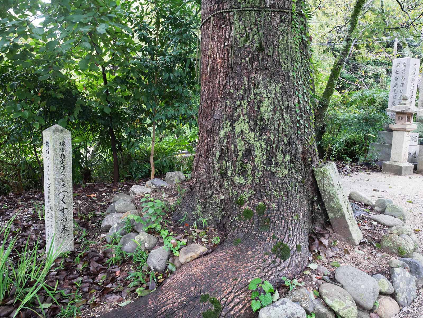 感應寺のくす