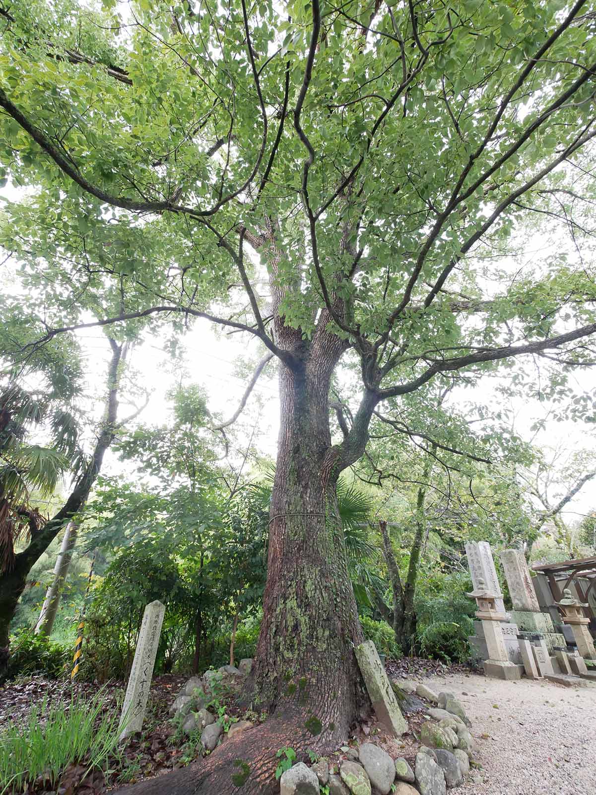 感應寺のくす