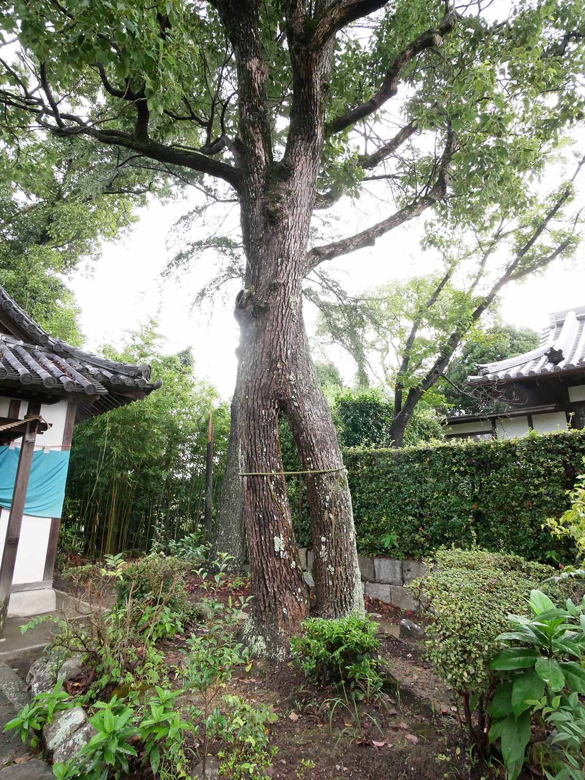 感應寺の双胴くす