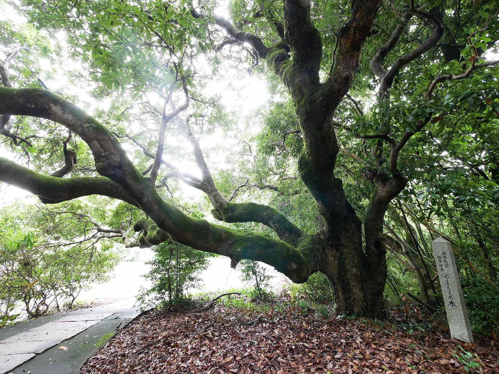 宝光庵のヤマモモ