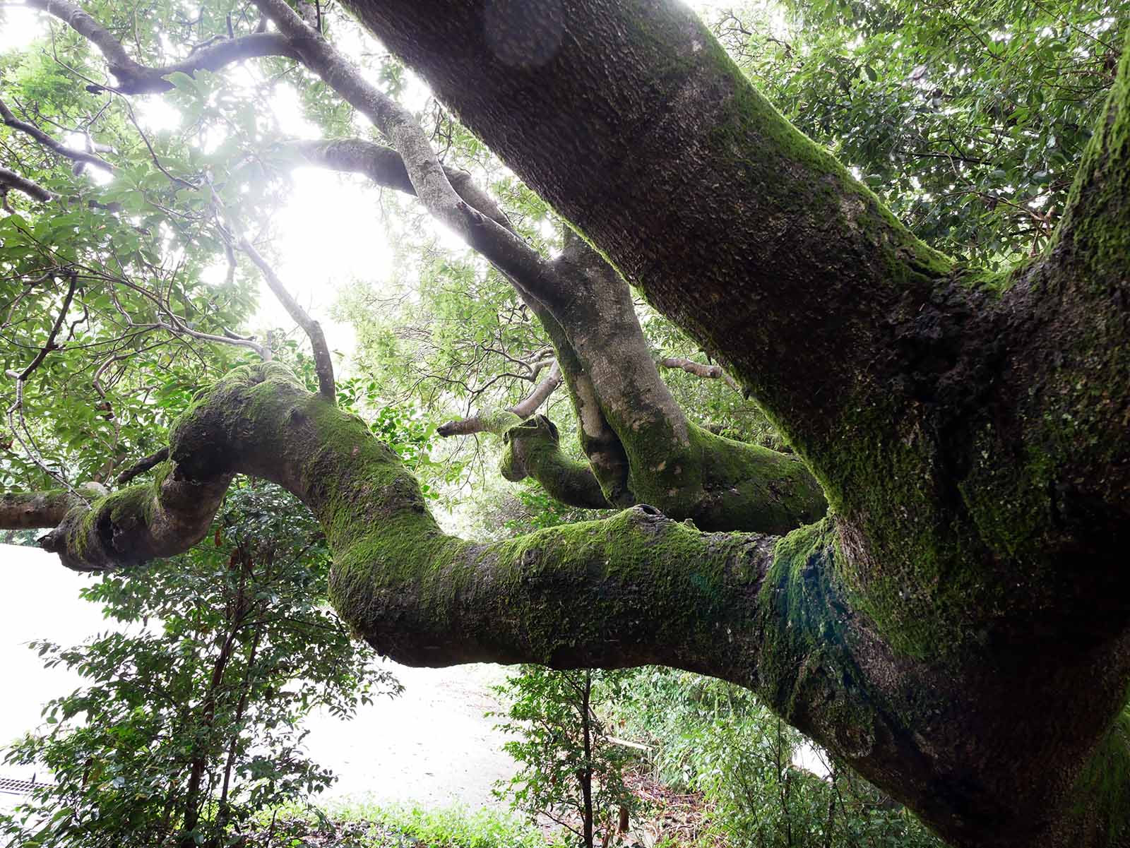 宝光庵のヤマモモ