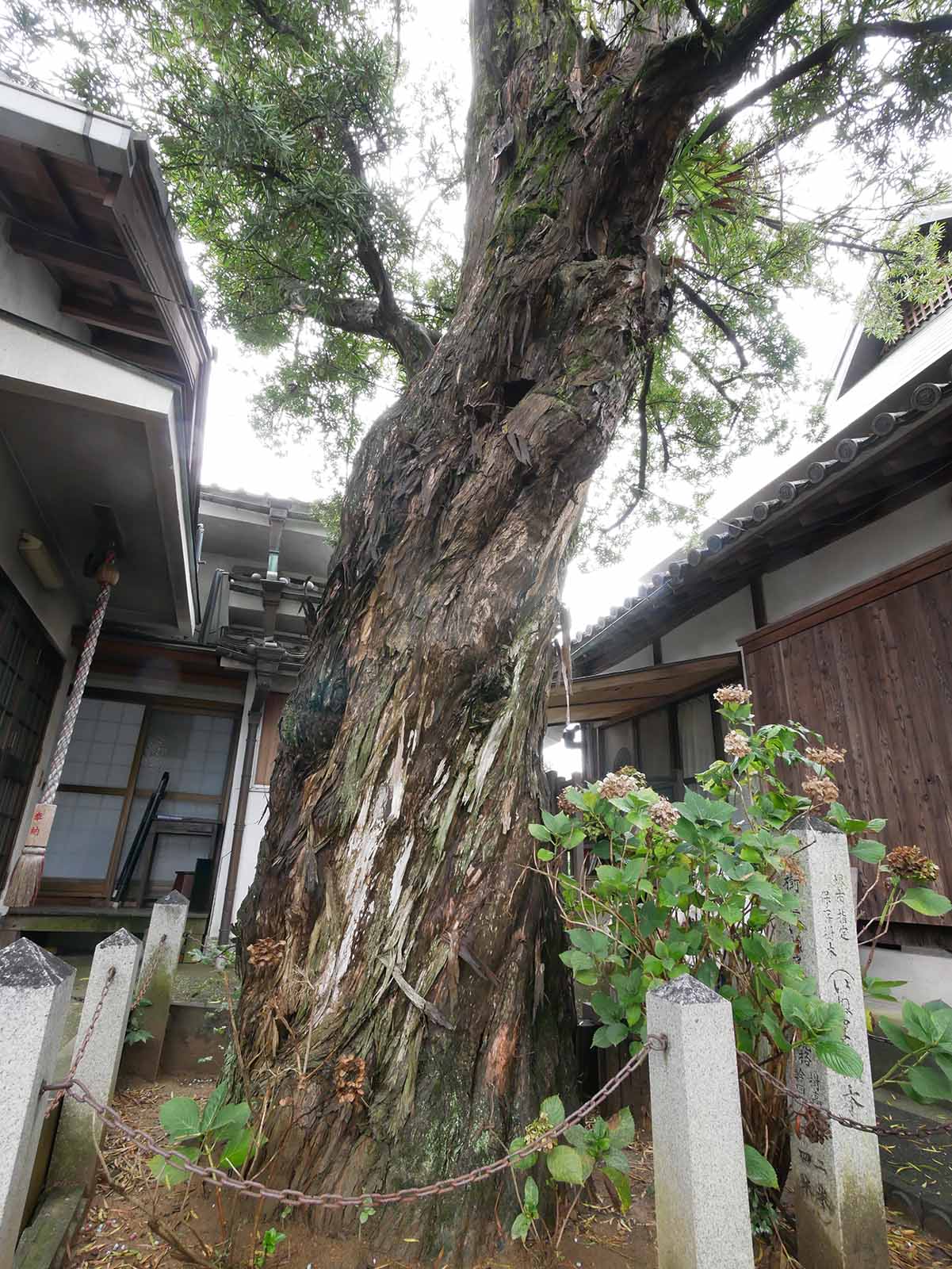 西方寺のイヌマキ