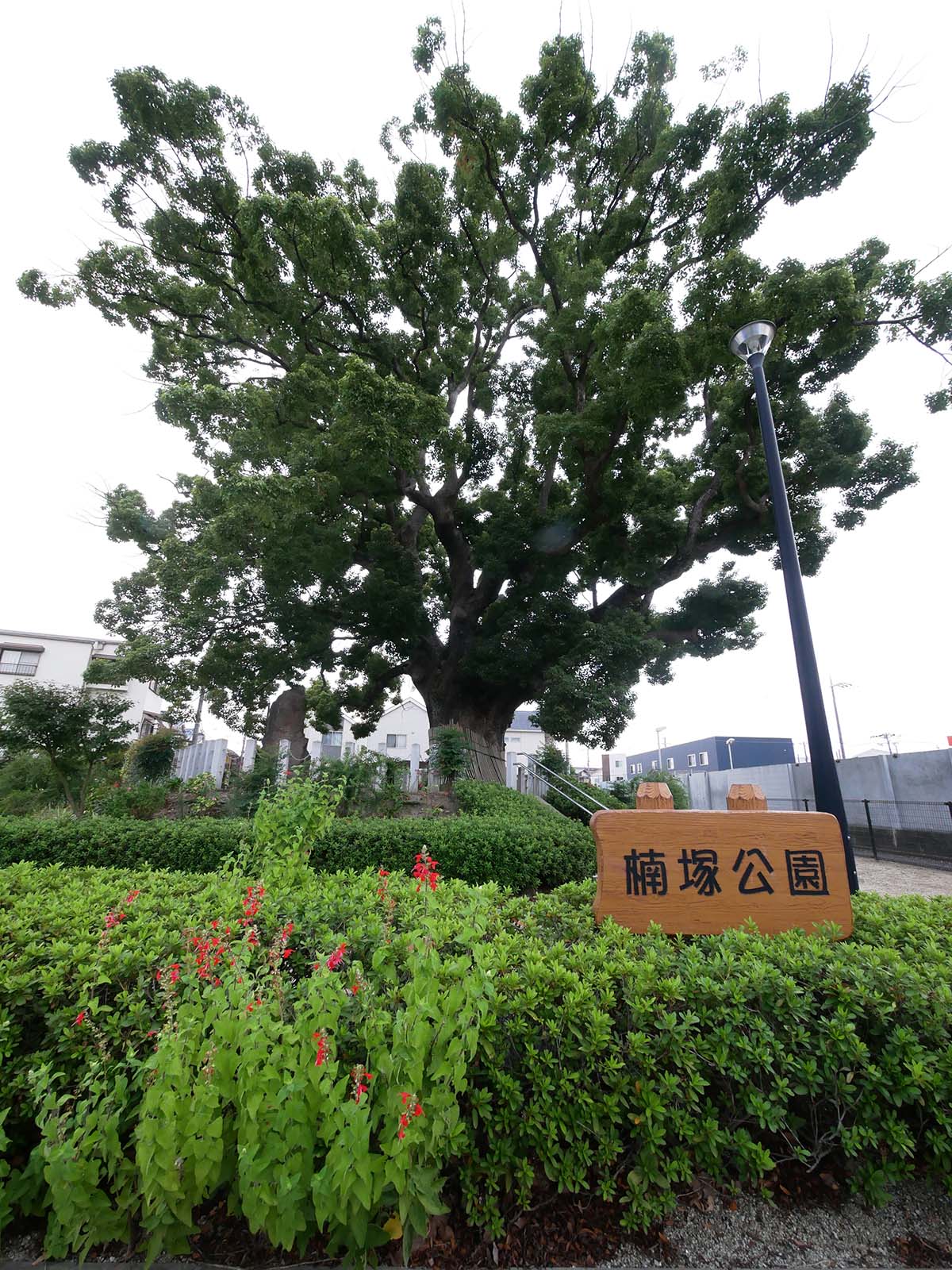 金岡神社・西之宮頓宮のくすのき