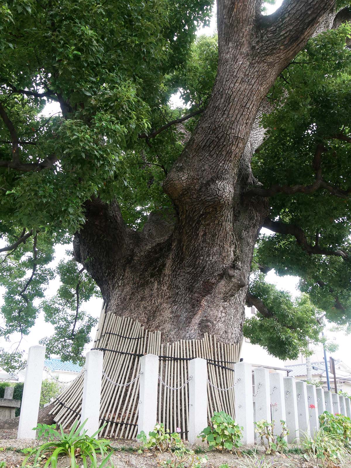 金岡神社・西之宮頓宮のくすのき