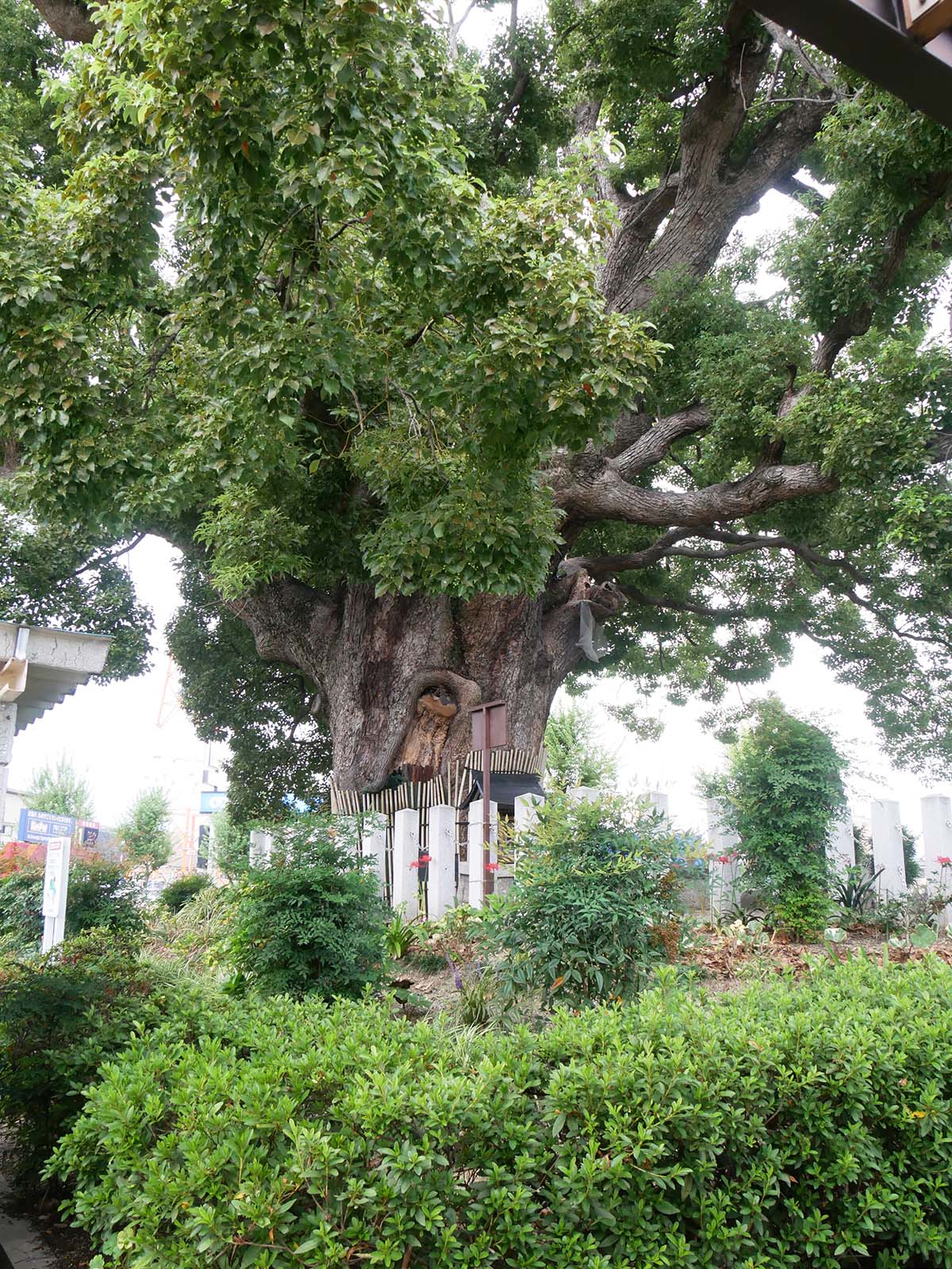 金岡神社・西之宮頓宮のくすのき