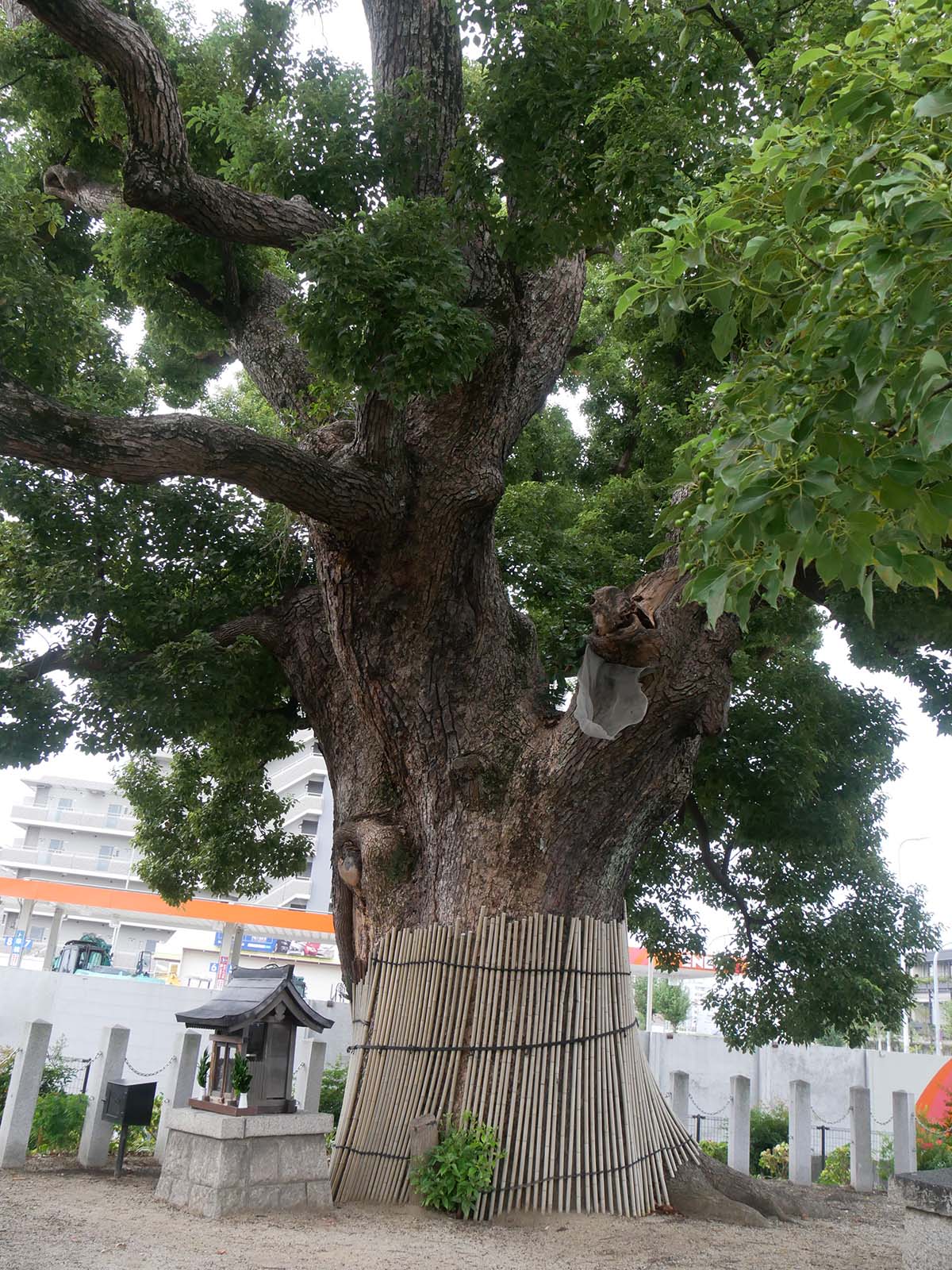 金岡神社・西之宮頓宮のくすのき