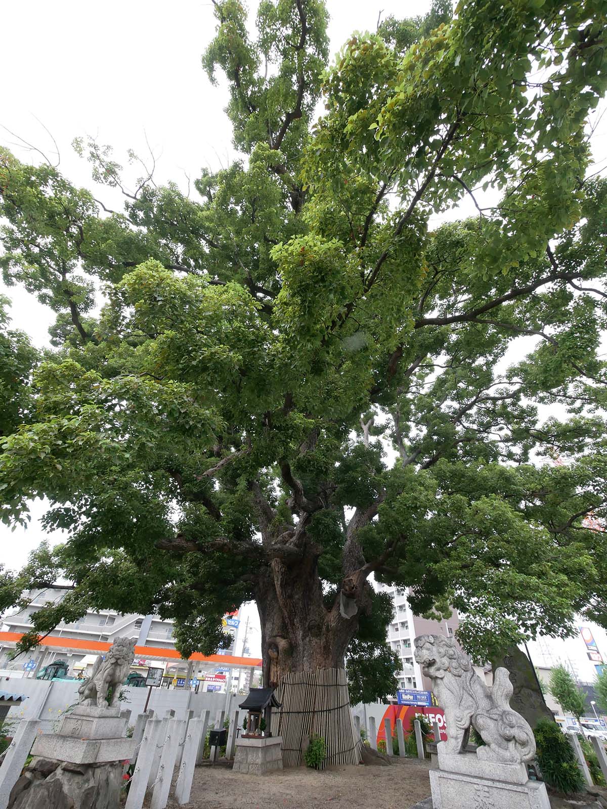 金岡神社・西之宮頓宮のくすのき