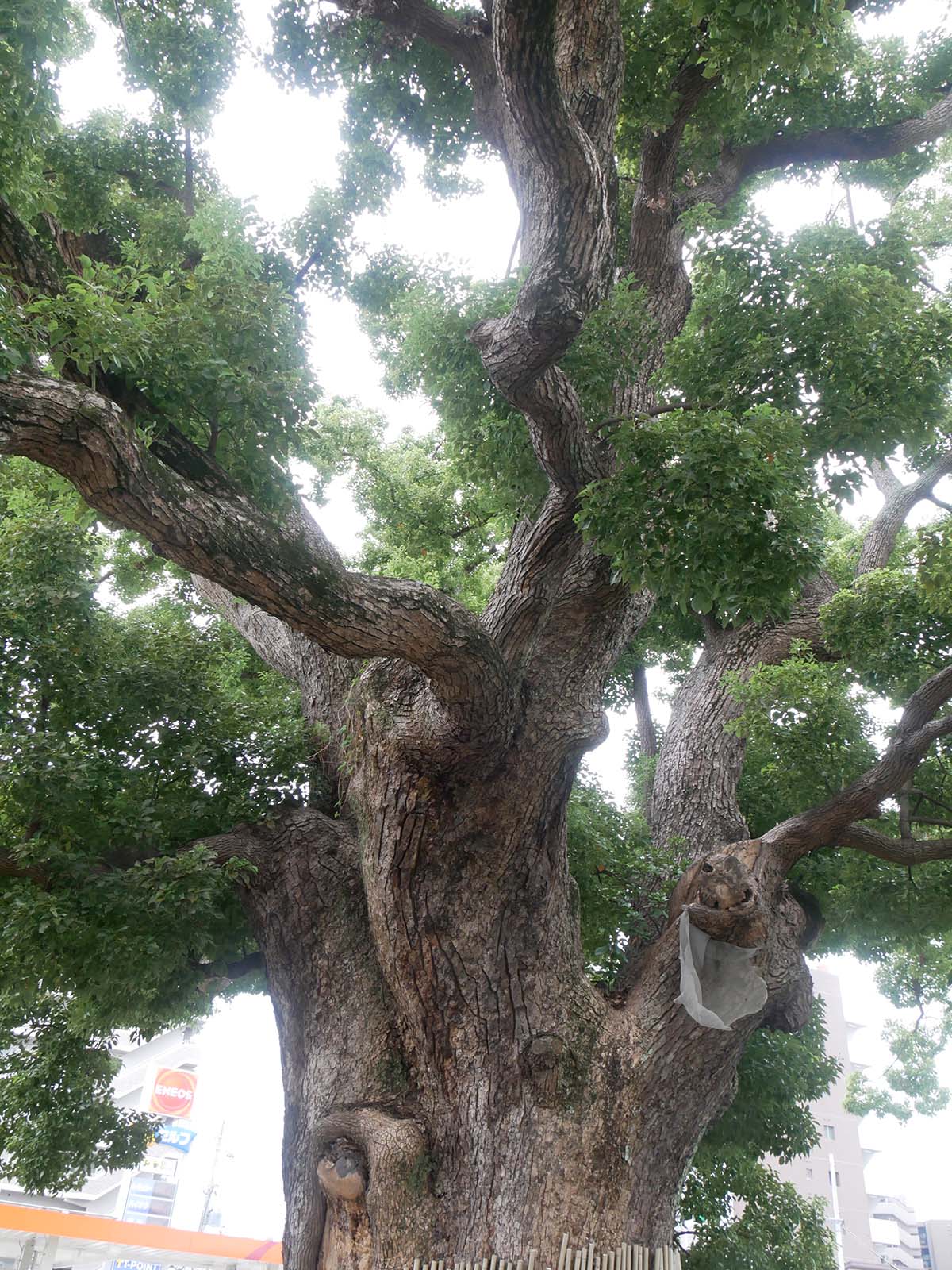 金岡神社・西之宮頓宮のくすのき